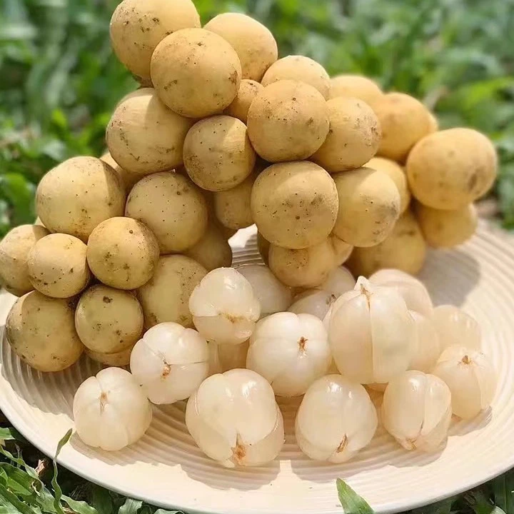 果树苗龙贡果苗嫁接椰色果树兰撒包邮龙眼苗南方种植盆栽当年结果