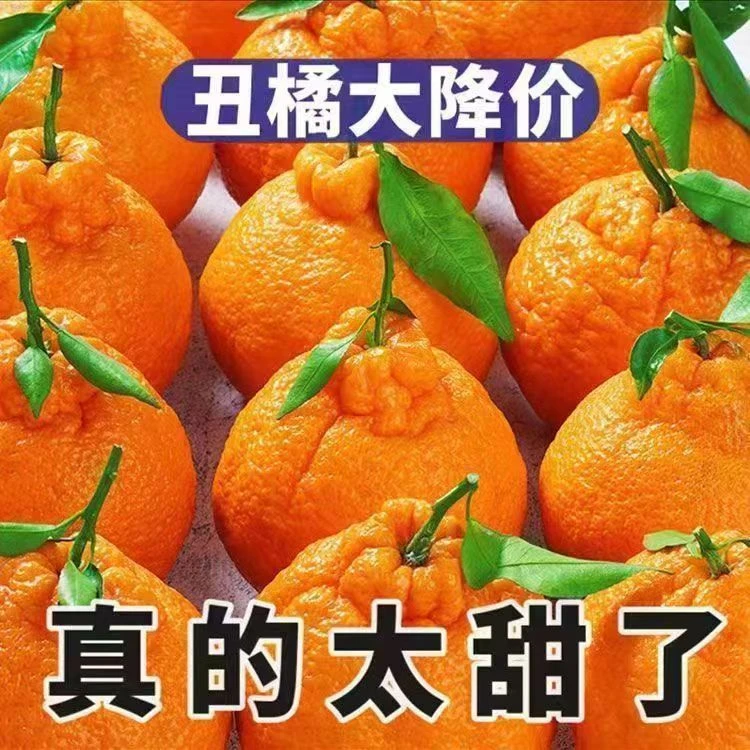 【丑橘特价】正宗四川丑桔不知火丑橘应季水果高山丑橘现摘多汁5斤