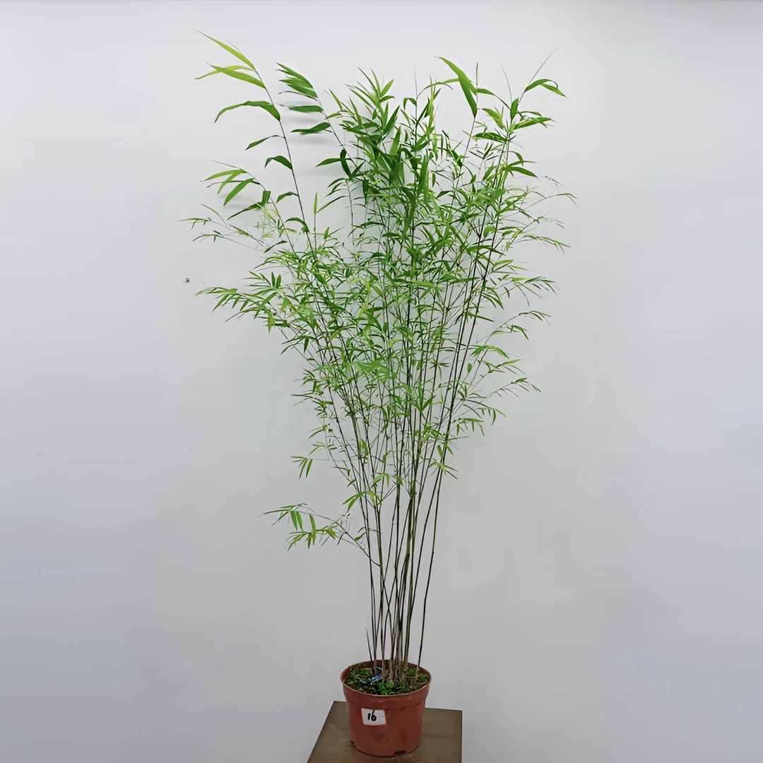 精品内门竹高货盆栽售卖龙血树