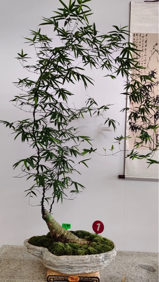 精品小叶簕竹罗汉竹金枝玉叶盆栽售卖一物一拍罗汉松室内