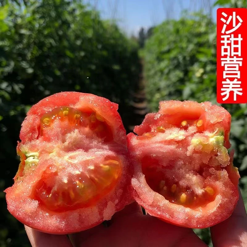 现摘甘肃沙漠自然熟沙瓤番茄新鲜浓郁饱满西红柿3/5斤