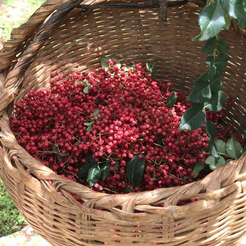 新鲜花椒特麻特香鲜花椒现摘现发花椒油制作新鲜花椒