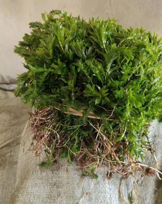 轮叶黑藻 灯笼泡 节节草 轮叶黑藻芽孢（水产养殖首选水草）