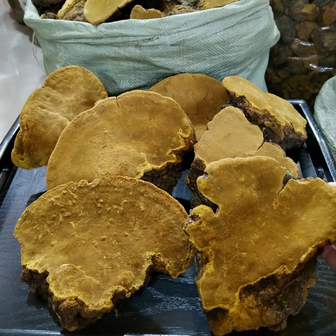 西藏野外【桑黄】桑黄参250克/500克