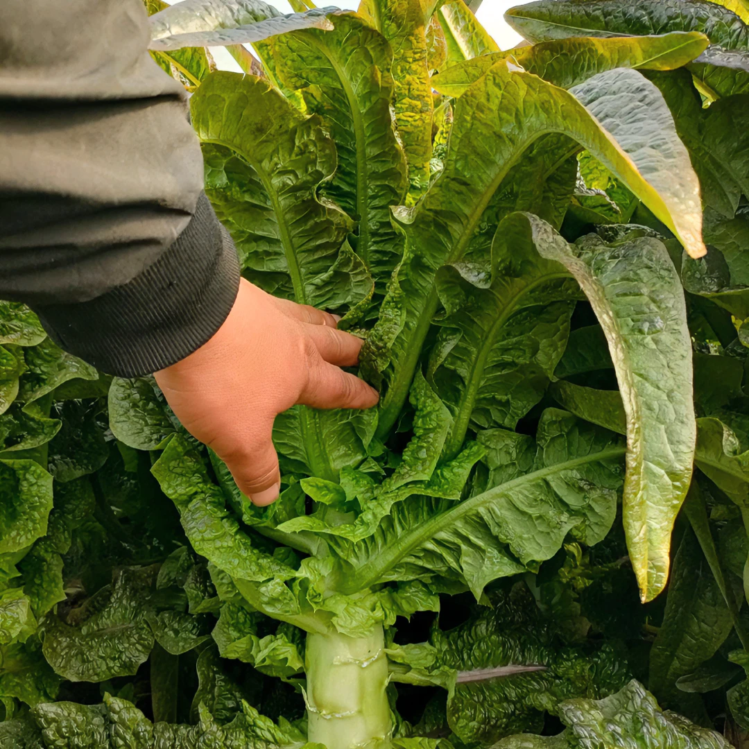 【全店满5元包邮】莴苣莴笋种子 家庭四季种植  原厂包装