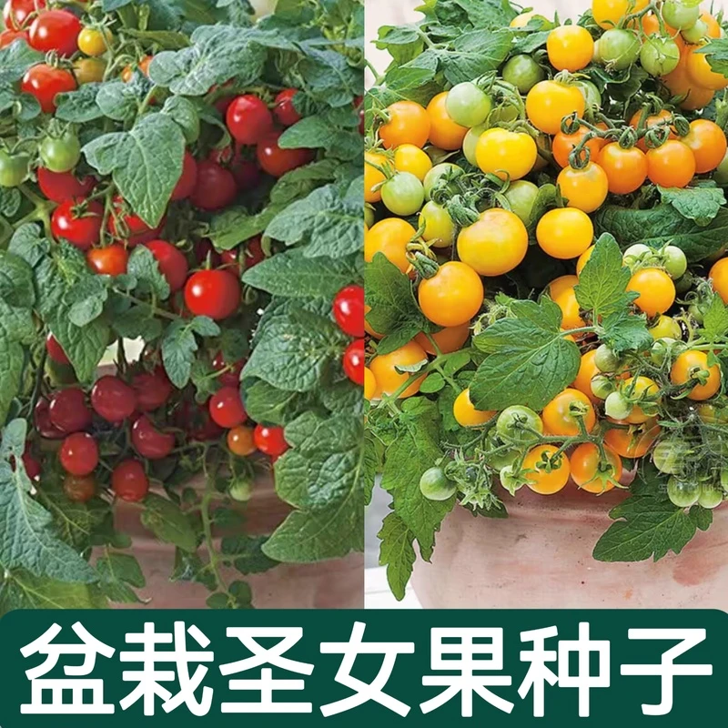 【全店满5元包邮】盆栽圣女果种子  盆栽四季种植  原厂包装