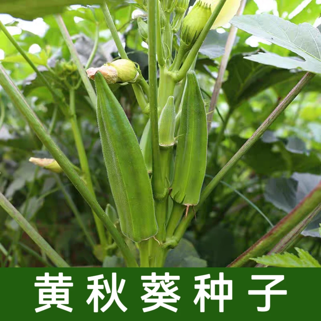 【全店满5元包邮】红秋葵种子黄秋葵种子家庭种植