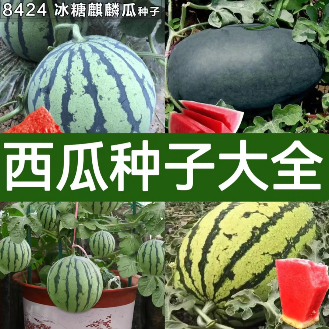 【全店满5元包邮】西瓜种子大全各种西瓜种子家庭种植