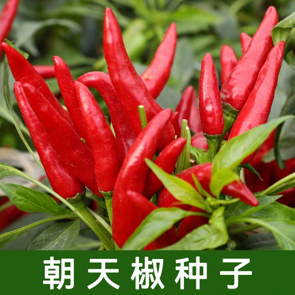 【全店满5元包邮】红朝天椒种子小米椒种子