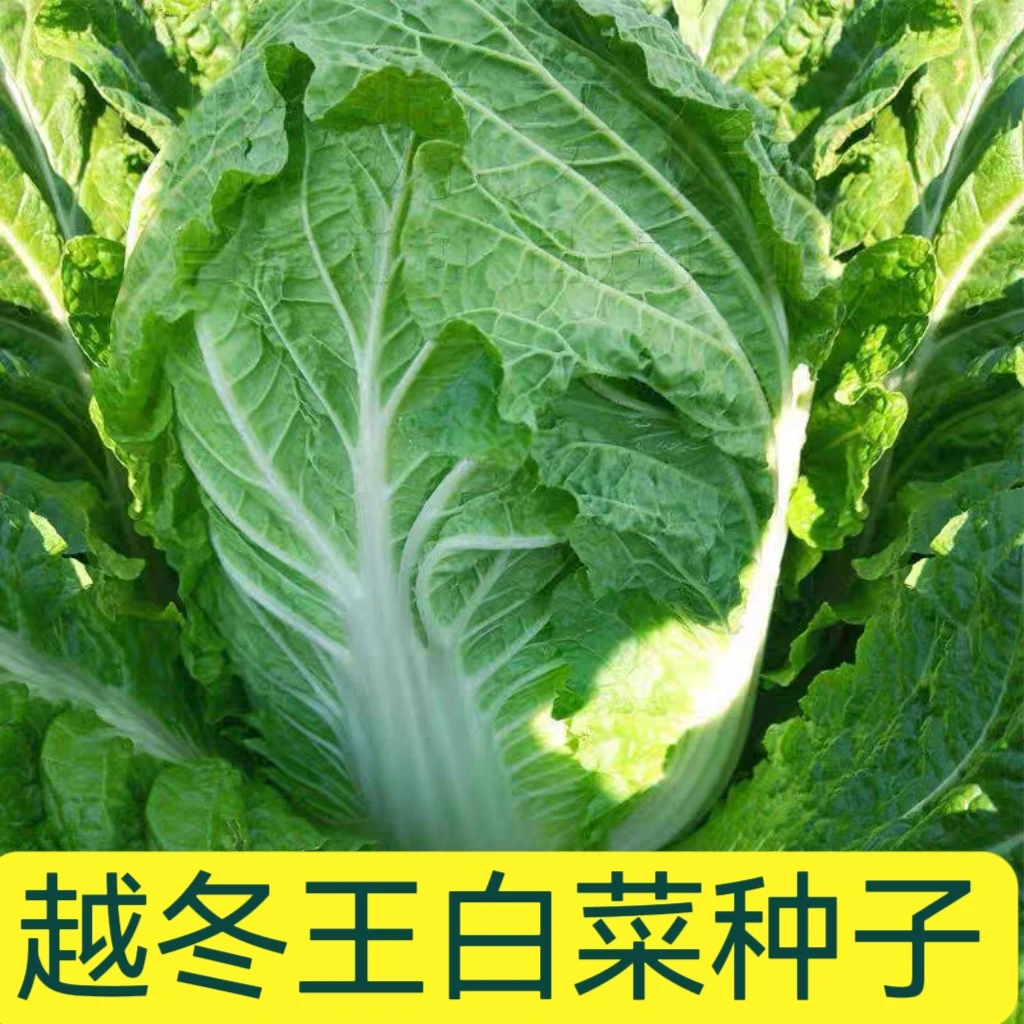 【全店满5元包邮】越冬王大白菜种子白菜种籽家庭种植