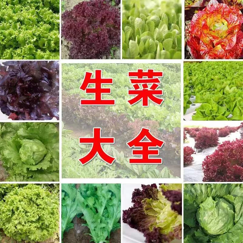 【全店满5元包邮】生菜种子大全 家庭阳台蔬菜种籽种植