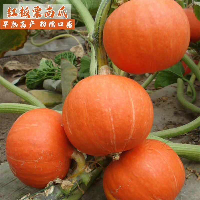 【全店满5元包邮】红蜜南瓜红板栗南瓜种子家庭简单种植  原厂包装