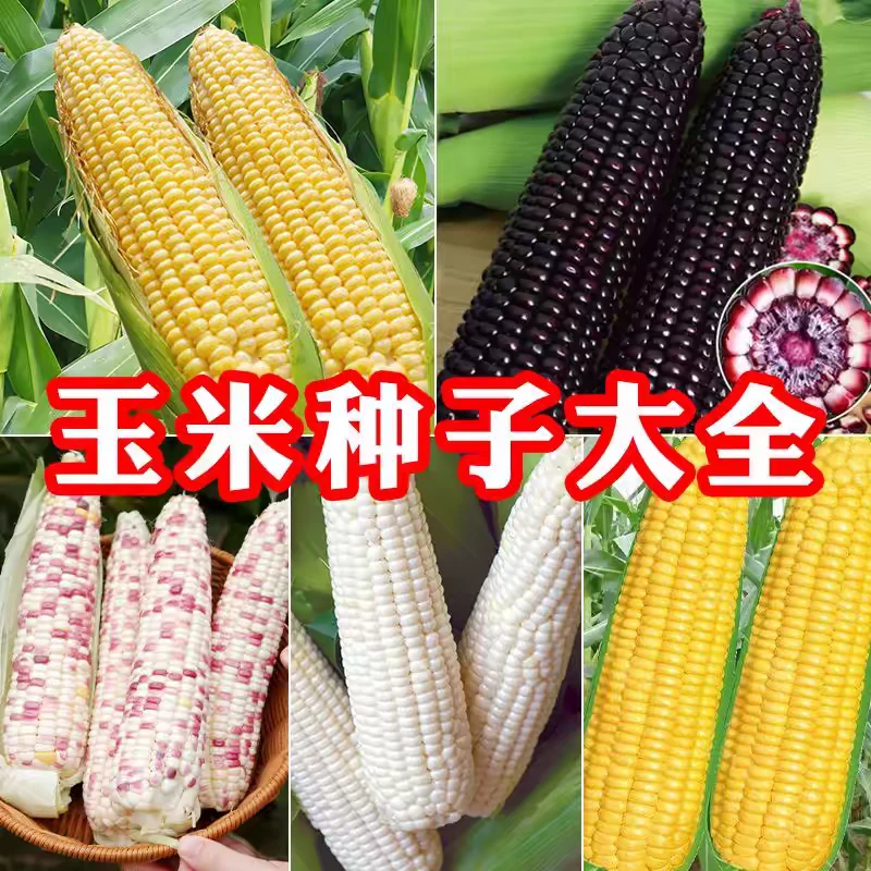 【全店满5元包邮】糯玉米种子大全 原厂包装 家庭种植