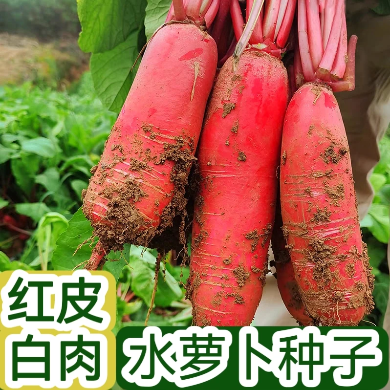 【全店满5元包邮】水萝卜种子春萝卜种子 红皮白肉