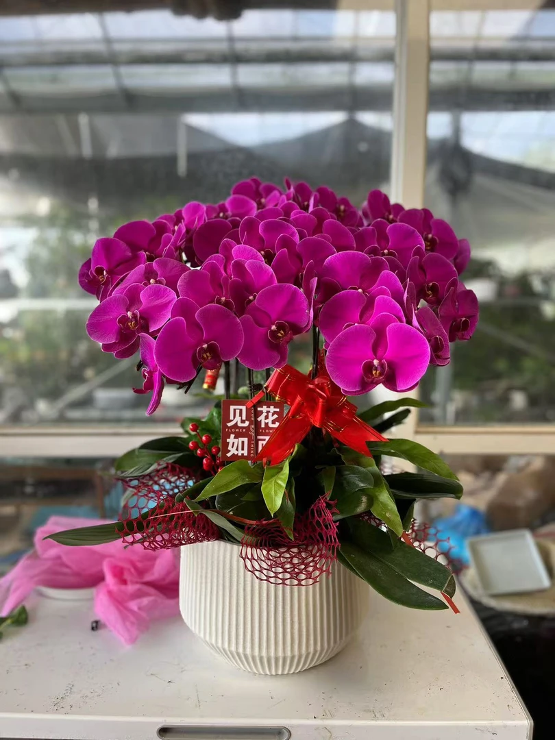 红色蝴蝶兰室内观赏花卉组盆鲜花绿植