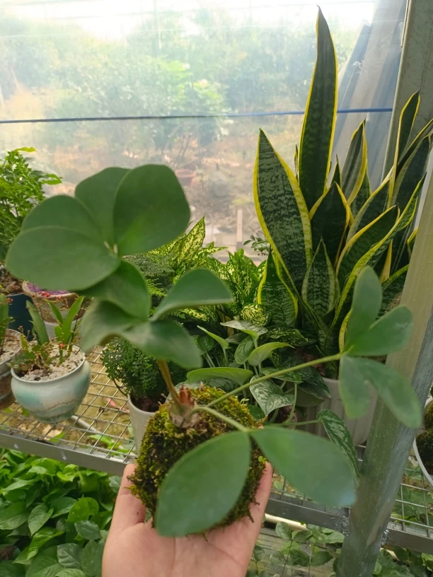 墨西哥铁四叶草盆栽室内中式禅意观叶植物苗