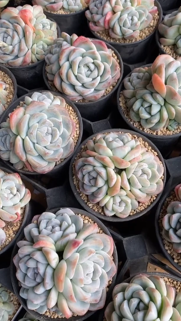 【闪购商品】四头冰玉