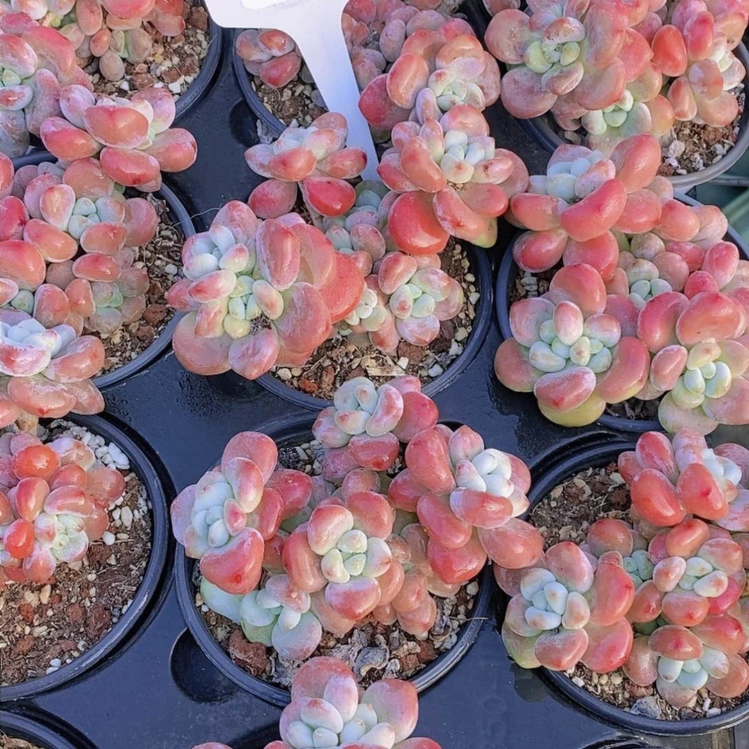 31-13-老桩丸叶红洛神福利一颗 量拍