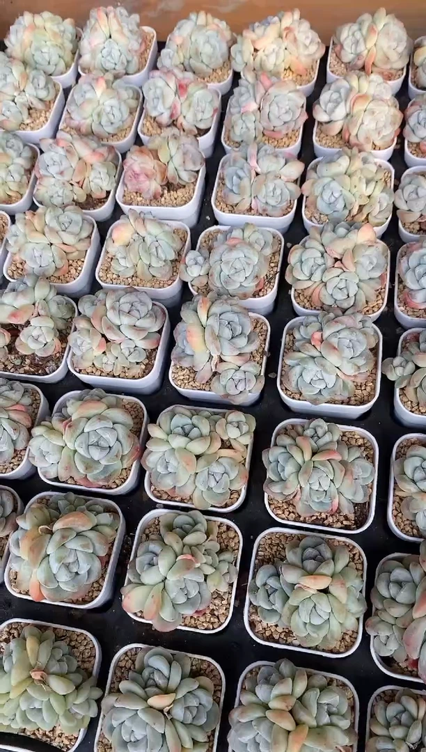 【闪购商品】冰玉小群生四头起发