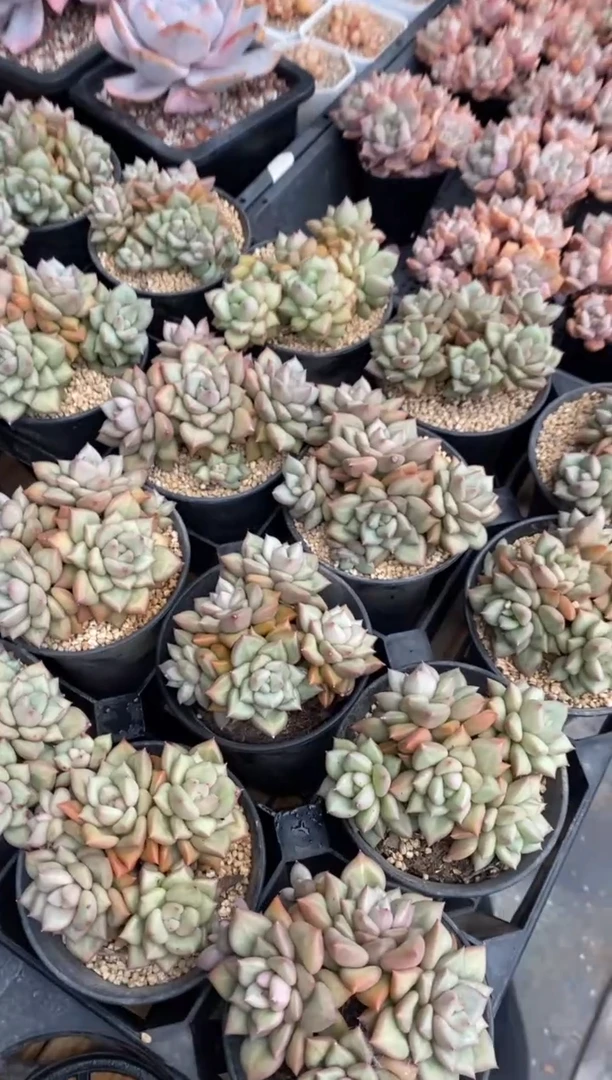 【闪购商品】黄金象牙大群