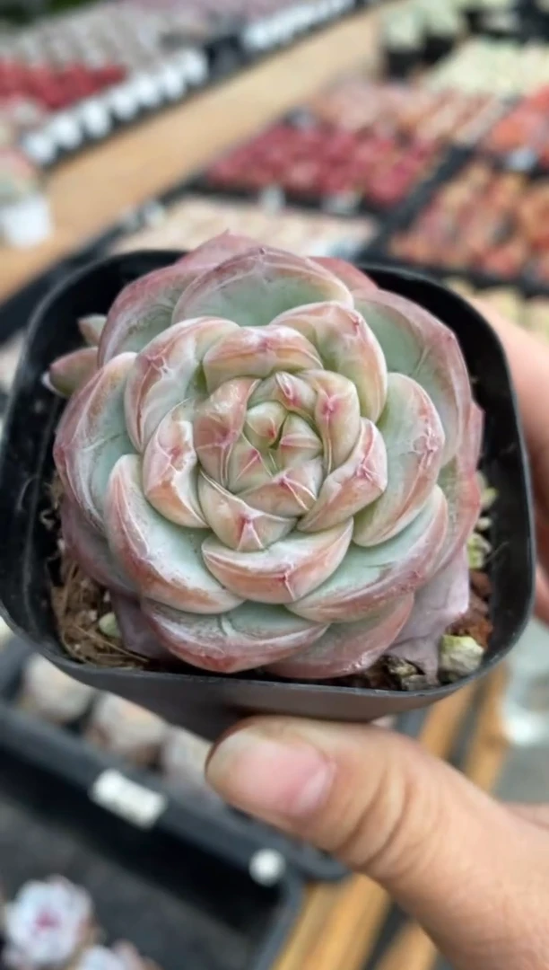 【闪购商品】星星珍妮