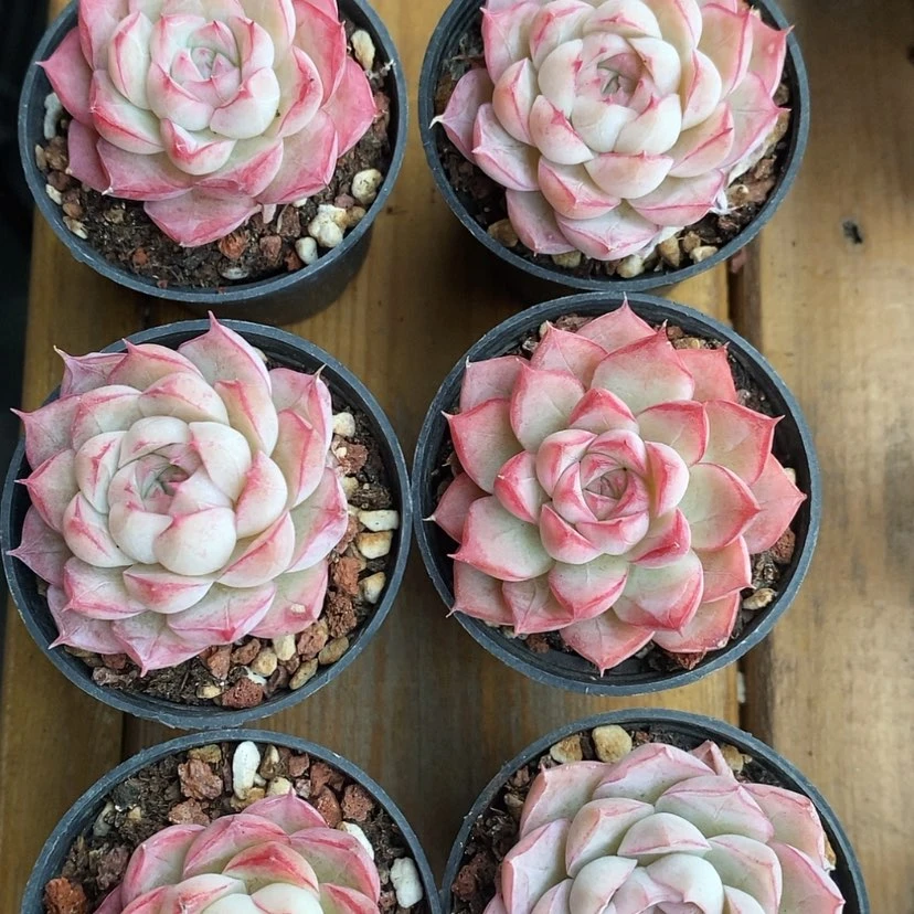 【闪购商品】边线女王 2棵