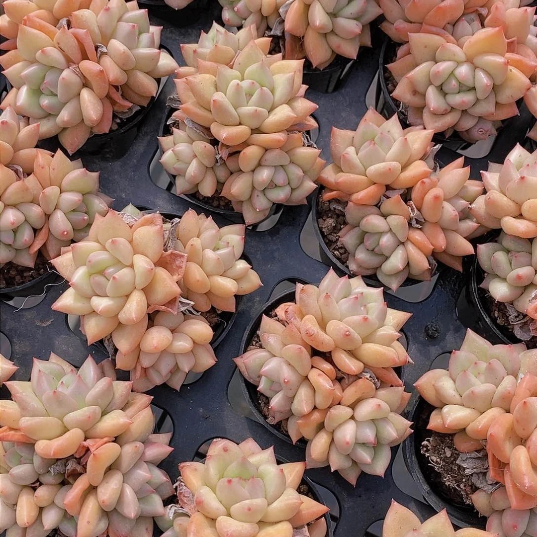 1104-黄金象牙群福利一颗 量拍