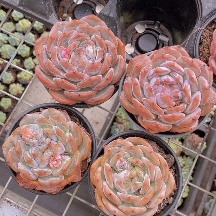 紫皮橙单头福利两颗