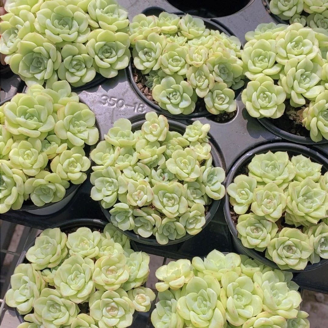 0718白天鹅麦秆群福利一颗
