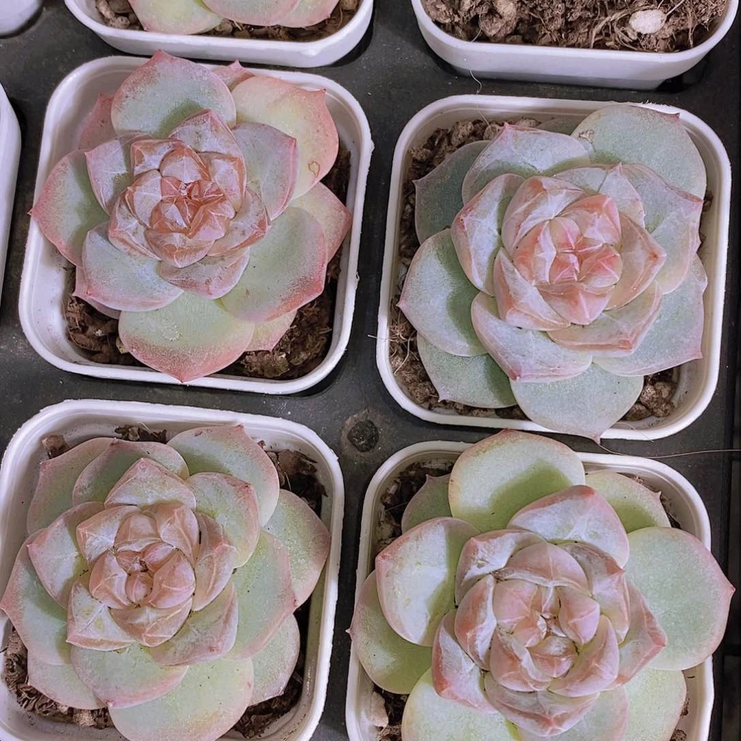 17-精品糖心粉钻福利一颗 量拍