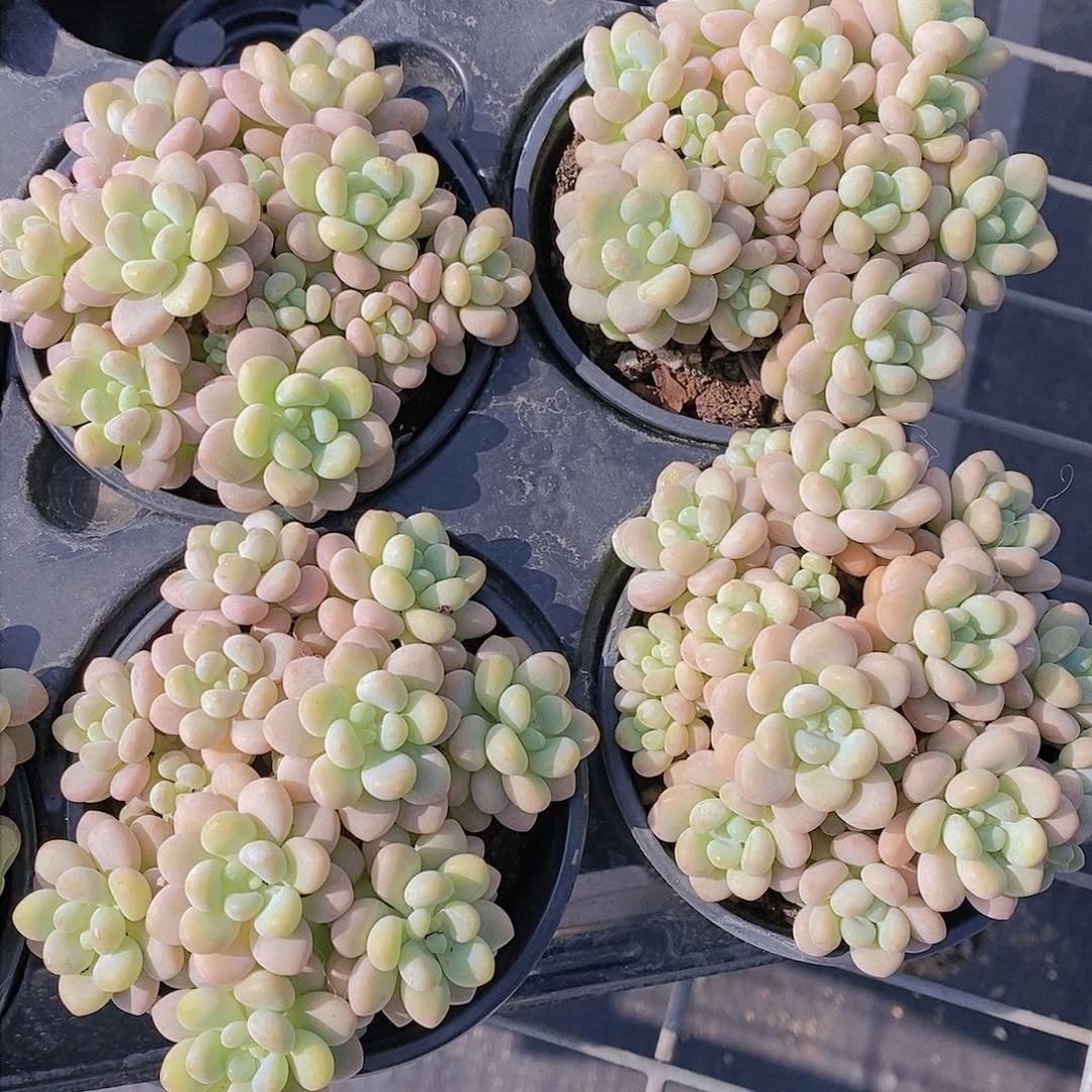 1024-新批次洛可可捧花群福利一颗 量拍