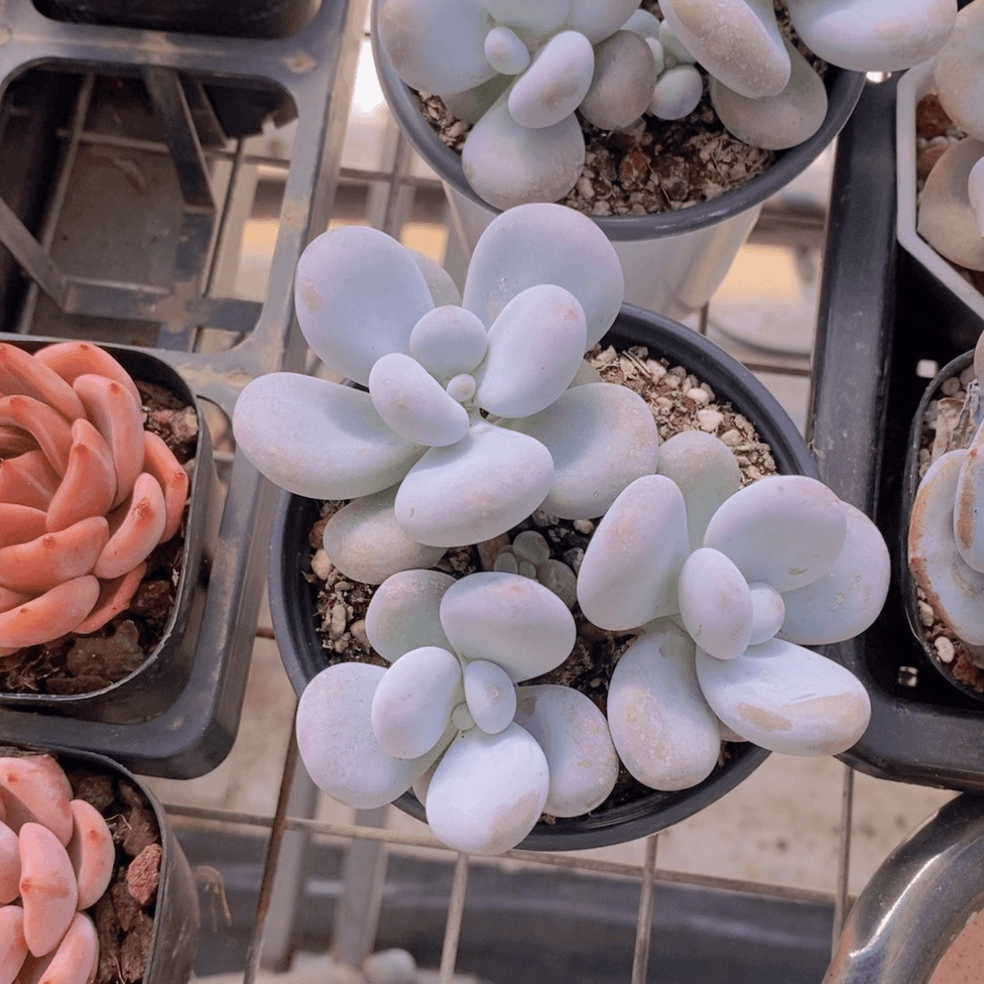 0728-奶酪群一颗