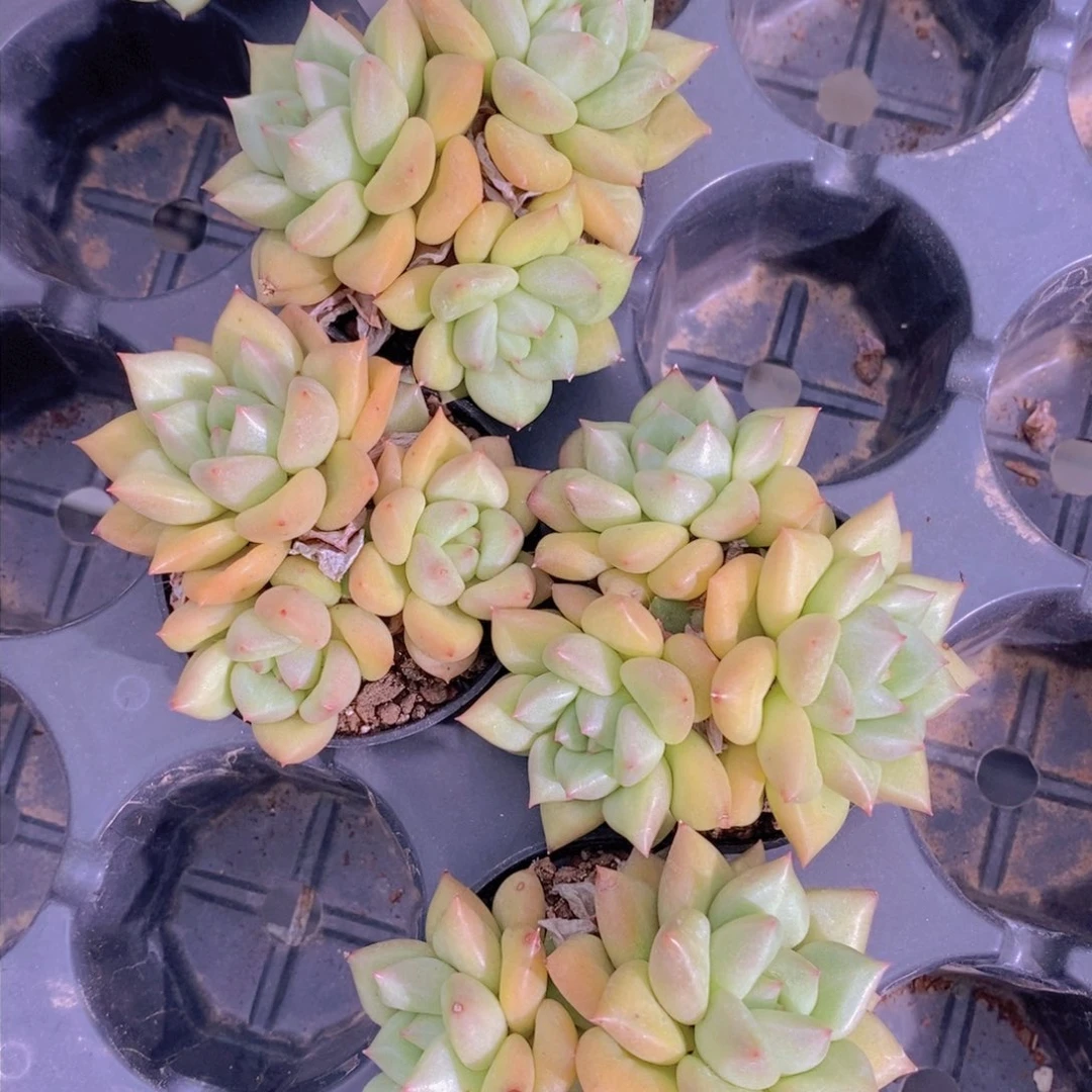 0717-102-小象牙三头福利一颗