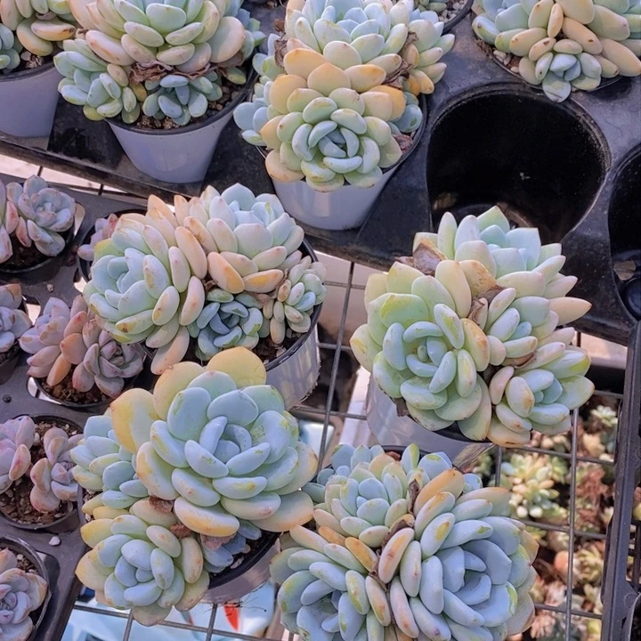 中号冷香群福利两颗