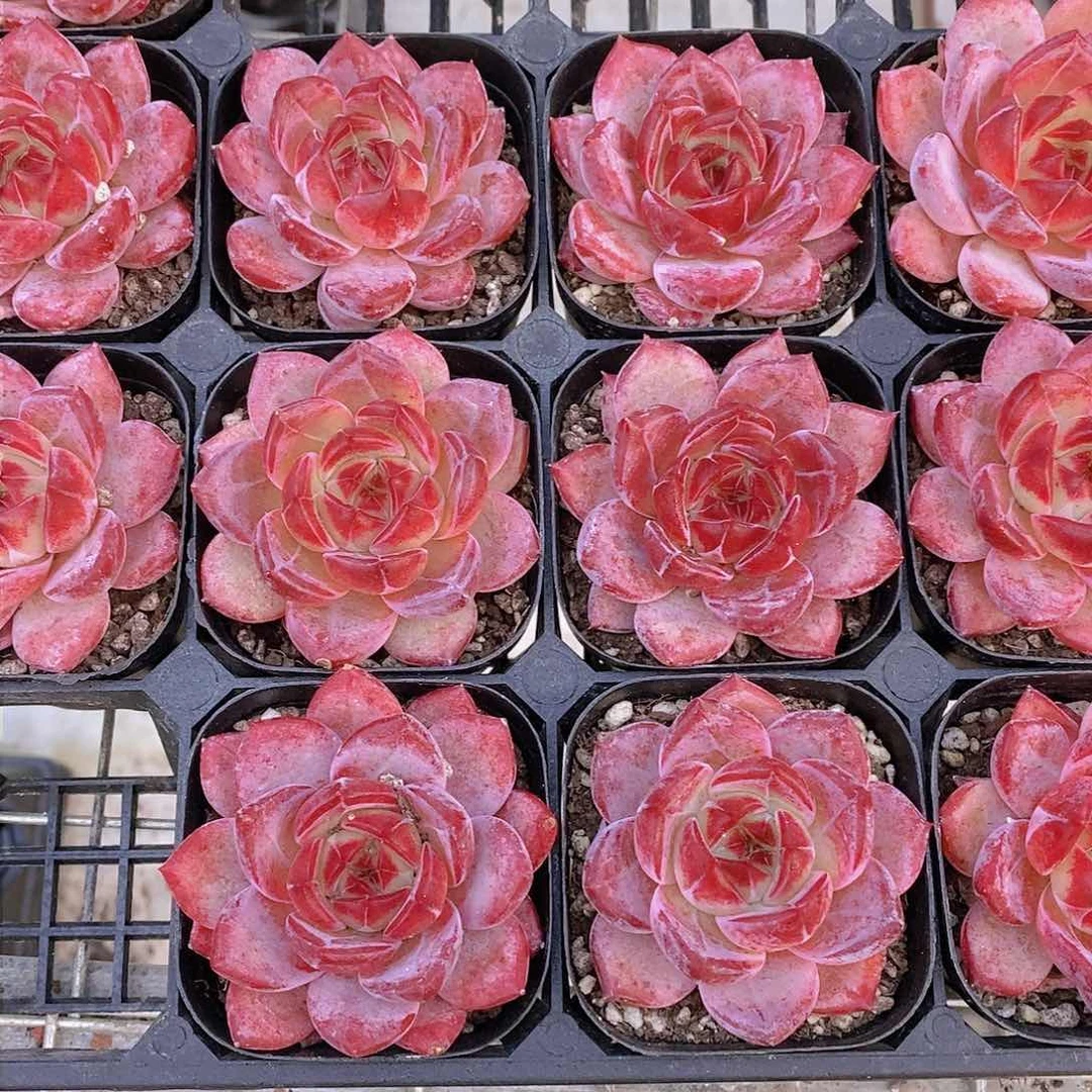 1029-精品暗纹夜魔侠单头福利一颗 量拍