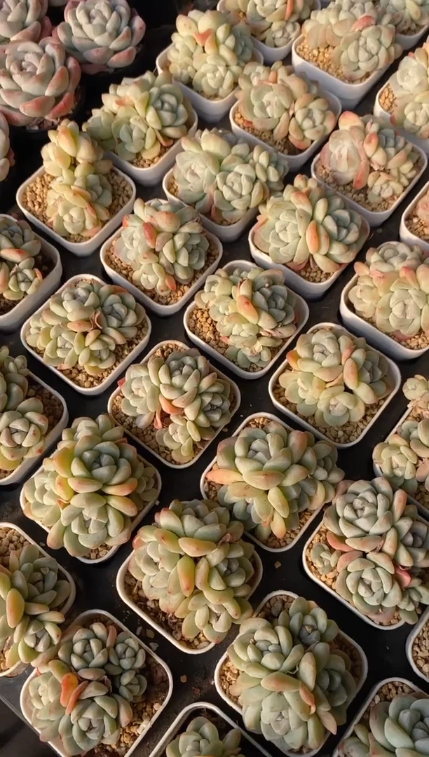 【闪购商品】冰玉小群生