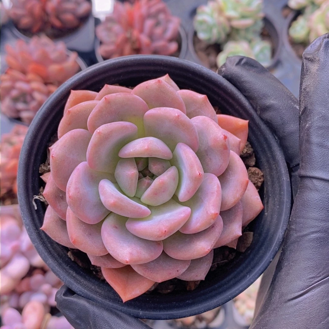 0718凌雪单头福利一颗