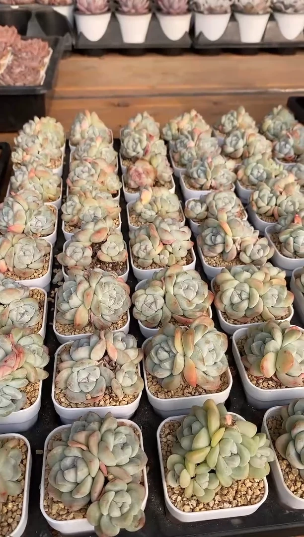 【闪购商品】冰玉小群生四头起发