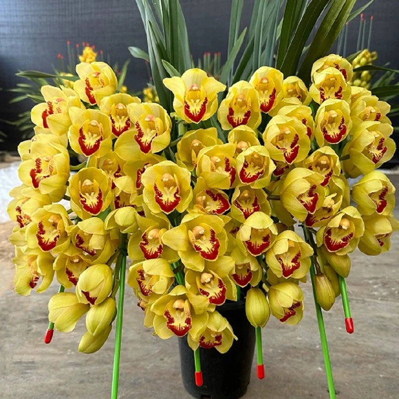 【博雅兰花专属】黄金万两 名贵高档精品 书房客厅阳台绿植花卉兰花
