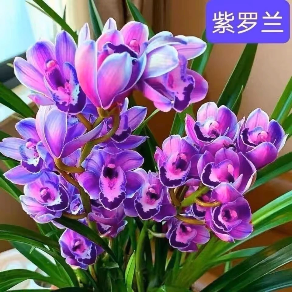 兰花 花卉【紫罗兰】室内绿植盆栽