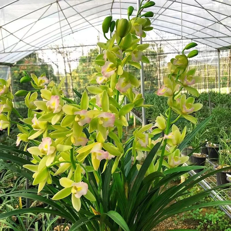 香水香兰 精品盆栽绿植花卉办公室室内高档兰花
