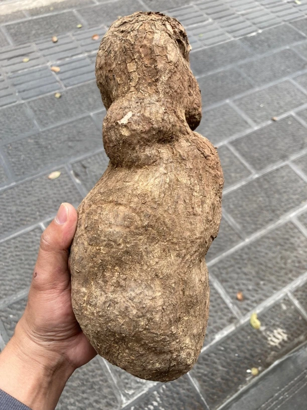 【旺客】云南土特产，精选茯苓个子（大小不一），无硫菌香