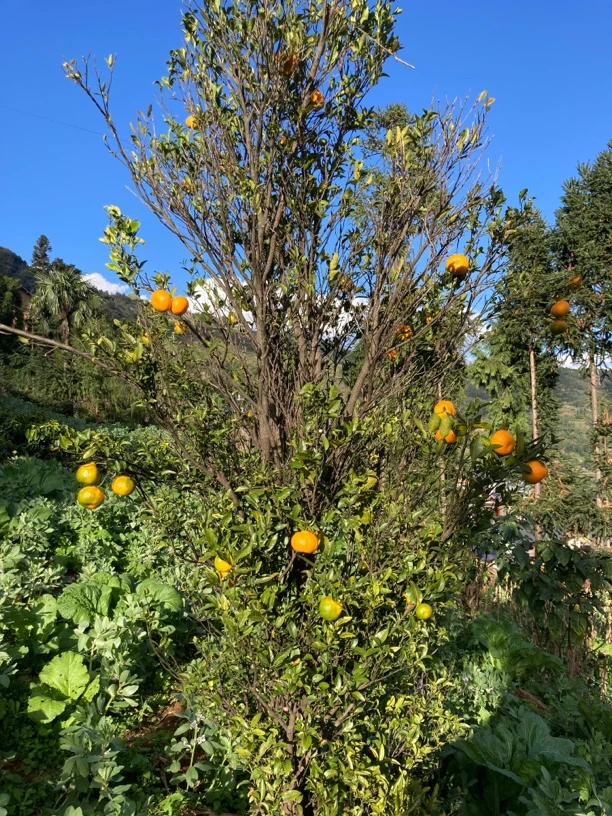 【旺客】云南土特产通用链接，直播间展示，质量优质