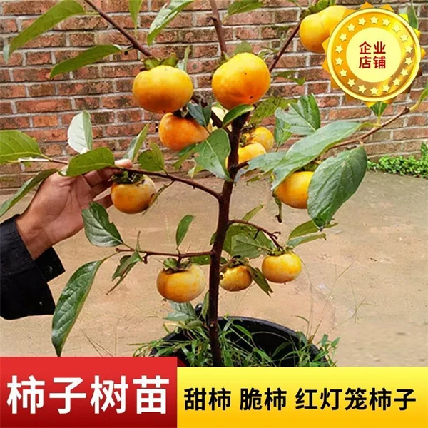 脆甜柿子树苗柿子苗树苗嫁接果树苗南北方种植地栽阳丰柿火晶柿子