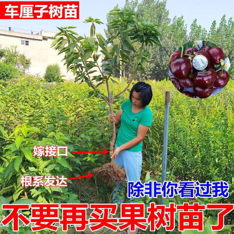 一物一拍车厘子树苗大樱桃树苖盆栽矮化南方北方种植带樱桃苗树