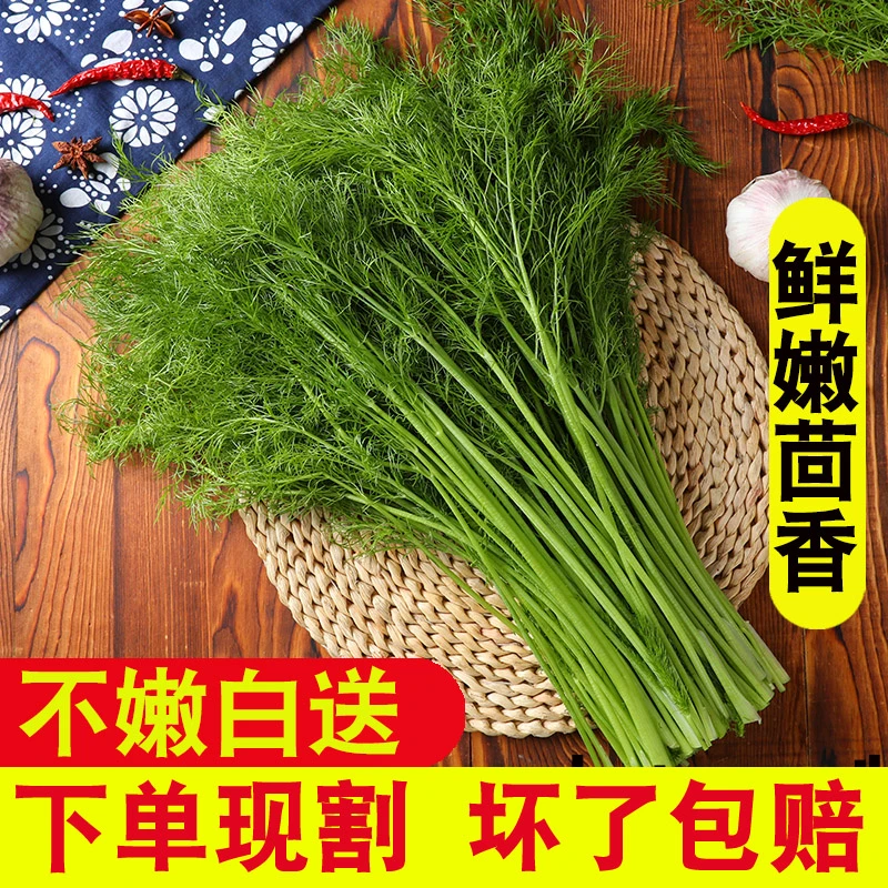 【茴香哥】小茴香菜新鲜山东蔬菜荤香大回香苗不带根