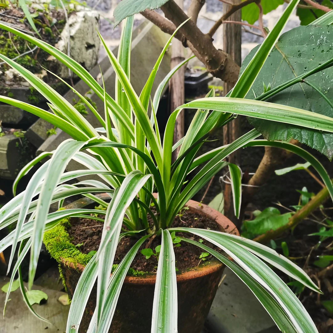 金边吊兰盆栽花卉植物室内净化空气小绿植客厅四季常青懒人好养