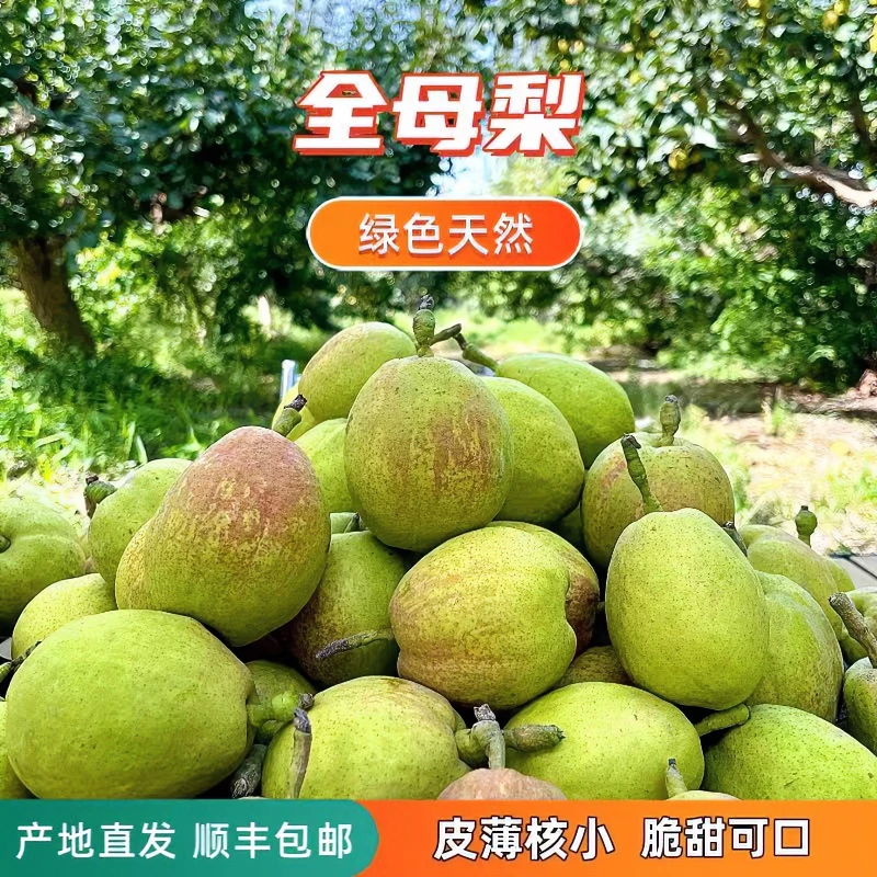 库尔勒香梨全母梨净重9斤皮薄渣少顺丰包邮120-150克香甜可口