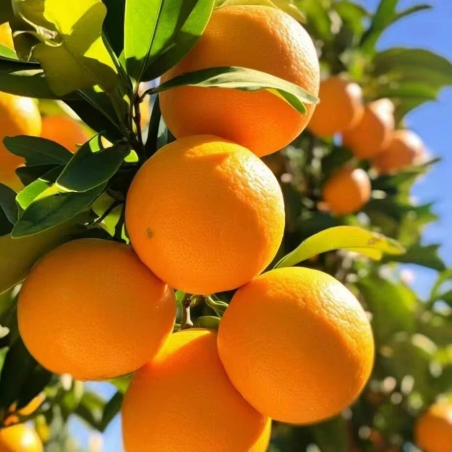 赣南脐橙-次日达