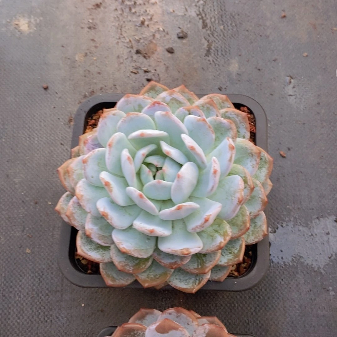 乐**极大单头橙子